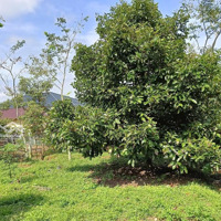 Bán Vườn Măng Cụt Cổ Thụ. Sổ Đỏ Riêng, Phủ Hồng Toàn Bộ .Ngay Dân Cư