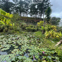 Cơ Hội Vàng! Sở Hữu Lô Đất View Rừng Thông Đắc Giá Tại Xuân Thọ, Đà Lạt!