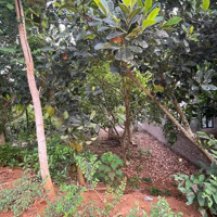 Lô Đất Giáp Suối Tại Khánh Thượng,Ba Vì,Hà Nội. Trên Đất Sẵn Vườn Cây Ăn Trái 4 Mùa, Gần Trường Học