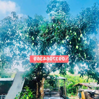 Đất + Nhà + Vườn Cây Ăn Trái Phước Tân - Xm - Brvt