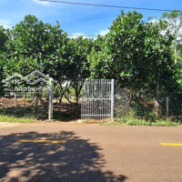 Bán Vườn Mít 5.528M2 Có 50M2 Thổ Cư, Quy Hoạch Full Đất Ở, Mặt Tiền Đường Suối Lê 2, Tân Lâm, Brvt