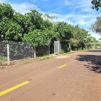 Bán Vườn Mít 5.528M2 Có 50M2 Thổ Cư, Quy Hoạch Full Đất Ở, Mặt Tiền Đường Suối Lê 2, Tân Lâm, Brvt