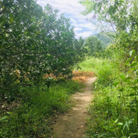 Bán Rẫy Vĩnh Lương 6Ha Quy Hoạch Tmdv