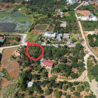 Bán Đất Giá Rẻ Tại Vùng Ven Đà Lạt, Chỉ 599 Tr