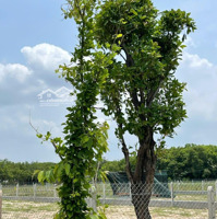 Cần Tiền Bán Gấp Khu Đất Cln- Thích Hợp Làm Nhà Vườn Nghỉ Dưỡng Tại Củ Chi