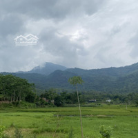 Bán 615M2 100M2 Thổ Cư Bám Đường Bê Tông 15M, Cách Đường Tỉnh 91 Chỉ 100M, Tt Ba Trại Ba Vì, 3 Tỷ