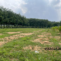 Bán đất Tân Định – Bến Cát, Bình Dương | Mặt tiền đường nhựa 10m | Sổ hồng riêng