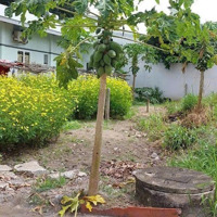Chỉ Hơn 1 Tỷ Có Ngay Lô Đất Tân Bình - Vĩnh Cửu. Khu Dân Cư An Ninh, Yên Tĩnh, Đầy Đủ Tiện Ích
