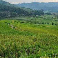 Bán 7300M Thổ Cư 1700M Wieu Ruộng Bậc Thang Tại Hợp Phong Cao Phong Hoà Bình Giá 4.Xty