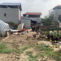 Bán Lô Đất Cực Đẹp 88M2 Bắc Thượng, Quang Tiến, Sóc Sơn