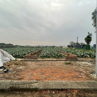 Chính Chủ Cần Bán Lô Đất Liền Kề Vị Trí Đẹp Tại Khu Đô Thị Cienco5 Mê Linh, Hà Nội