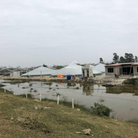 Cần Chuyển Nhượng Trang Trại Tôm 32000M2 Tại Nga Sơn, Thanh Hóa, Giá Tl, Liên Hệ: 09645643924