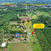 Bán Vườn Trái Cây 1000M2 Gần Chợ Sông Thao, Lúc Sốt 1Ty7, Giờ Ngộp Quá Chủ Bán 690 Triệu