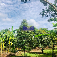 Sông Nhạn - Cẩm Mỹ 1.3Ha Giá Ngộp 9Ty - Vườn Sầu Riêng Đang Thu Hoạch Đường Oto Tới Đất Sổ Riêng