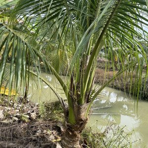 bán vườn dừa 5400 m2 ở long giang, chợ mới, an giang, chợ mới, an giang