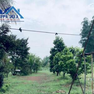 Bán Trang Trại Tại Xã Hưng Thịnh Trảng Bom Đồng Nai 13250m2 Giá 17 Tỷ 5