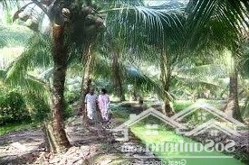 cho thuê đất vườn dừa 4.800m2 trung tâm thị trấn thanh bình