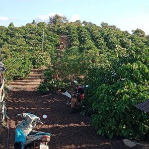 kẹt tiền bán gấp rẫy cà phê sầu riêng cao su