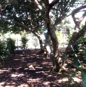 Cần Bán 5.686 M2 đất Vườn, Có Nhà Cấp 4, Có Sẵn 300 M2 - Xã Bình An - Lòng Thành