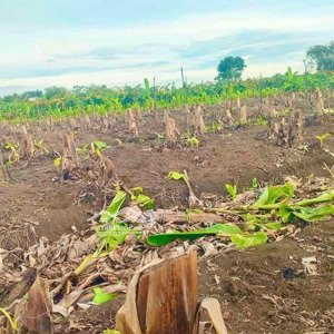 bán đất sào nông nghiệp trảng bom giá rẻ