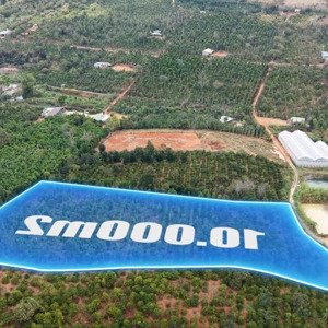 cơ hội sở hữu đất nông nghiệp, diện tích 1 ha, nguồn thu chủ lực: cà phê, tiêu