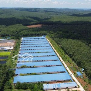 Bán Trang Trại Heo Tại Bình Phước. 334 Tỷ