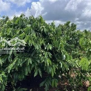 bán lô cà phê kinh doanh tại đường 673, xã ia nhin, chư păh, gia lai, 1,8 tỷ, 10000m2