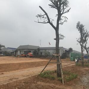ĐẦUCHUYỂN NHƯỢNG 15.000M2 ĐẤT CỤM CÔNG NGHIỆP HỒ SƠN, HỮU LŨNG, LẠNG SƠN