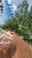 Bán đấu Giá Thửa 477 Xã Tân Thành, Huyện Mộc Hóa, Tỉnh Long An - Giá Thỏa Thuận - 17.200m2