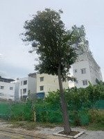 ngộp ngân hàng bán lỗ lô đất giá 3.950 tỷ, dt 5x21m. sổ sẵn. the season cạnh lotte lái thiêu