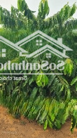 siêu phẩm cà phê thả đọt quy cách của brazil