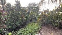 Bán đất Có Nhà Mtđ đt833 ấp Bình Hoà, Bình Lãng, Tân Trụ, Long An, Thích Hợp Xây Nhà Vườn