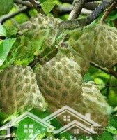bán nhà riêng lý thái tổ, đại phước, nhơn trạch, đồng nai, 1,75 tỷ, 71m2, chính chủ hot!