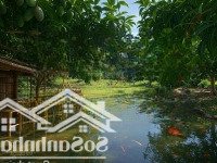 quả đồi 3.2ha ở đắk lắk giá chưa tới 100 triệu/sào cam kết có khách thuê ngay