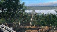 vườn mận duy nhất tại măng đen view săn mây đỉnh chóp 37 hộ giá lại rẻ
