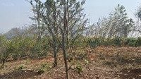 bán đất trang trại, nghỉ dưỡng 2865,6m2 tại tiểu khu 14 thị trấn mộc châu