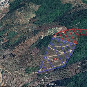 cần bán rẫy xoài 4.2 ha (1500 cây 7 năm tuổi) giá rẻ