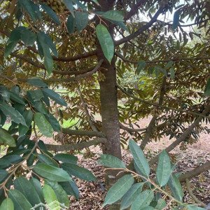 đất vườn sầu riêng cần thanh lí