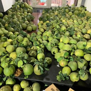 Vườn Bưởi 5000m2 Mặt Tiền Hương Lộ 15 Sẵn Hệ Thống Tưới Tiêu Hiện đại, Có Sẵn 400m2 Thổ Cư