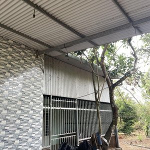 đất vườn có thổ cư sẵn nhà cấp 4 và vườn trái cây trĩu quả gần đường đt.770b