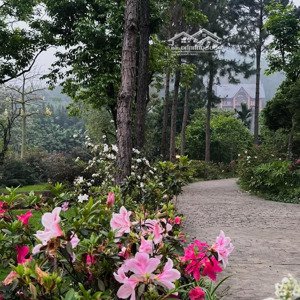 bán đất nền biệt thự khu 37 hộ thị trấn măng đen
