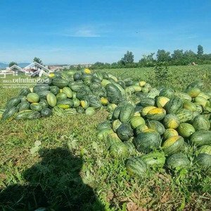 Cần Bán 5hecta đất Cây Lâu Năm Giá 900 Triệu 1 Hecta