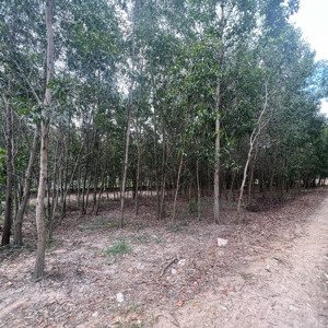 chính chủ cho thuê đất tại tân thành, phú mỹ, vũng tàu - giá thương lượng - phù hợp làm kho xưởng