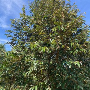 chủ ở xa ko tiện chăm sóc vườn nhượng lại giá rẽ đầu tư nghỉ dưỡng, hàng gòn lk đồng nai