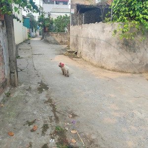 chính chủ gửi bán lô đất đẹp chia lô tại thôn nhân nội - tân tiến, diện tích 104m2 mặt tiền 8,7m