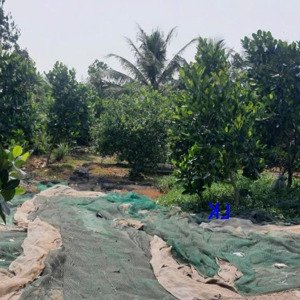 Bán Vườn Mít: 4.150m² (43m X 80m, Nở Hậu, đất Lúa) đường Thủy Lợi (giáp Lộ đan 3m)
