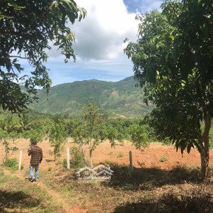 Bán Nhanh Vườn Xoài Gần 3ha Nha Trang