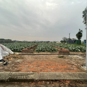 chính chủ cần bán lô đất liền kề vị trí đẹp tại khu đô thị cienco5 mê linh, hà nội