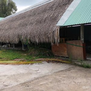 Chính Chủ Cần Bán Nhà Vườn 5000m2 Có 200m2 Thổ Cư, Dt 37 X 132, Sát Kcn Thịnh Phát, Tân đức