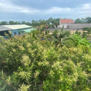 bán nhà vườn diện tích hơn 1000m2 ( có 250m2 thổ cư), khuôn viên sân vườn rộng rãi, phường 12.